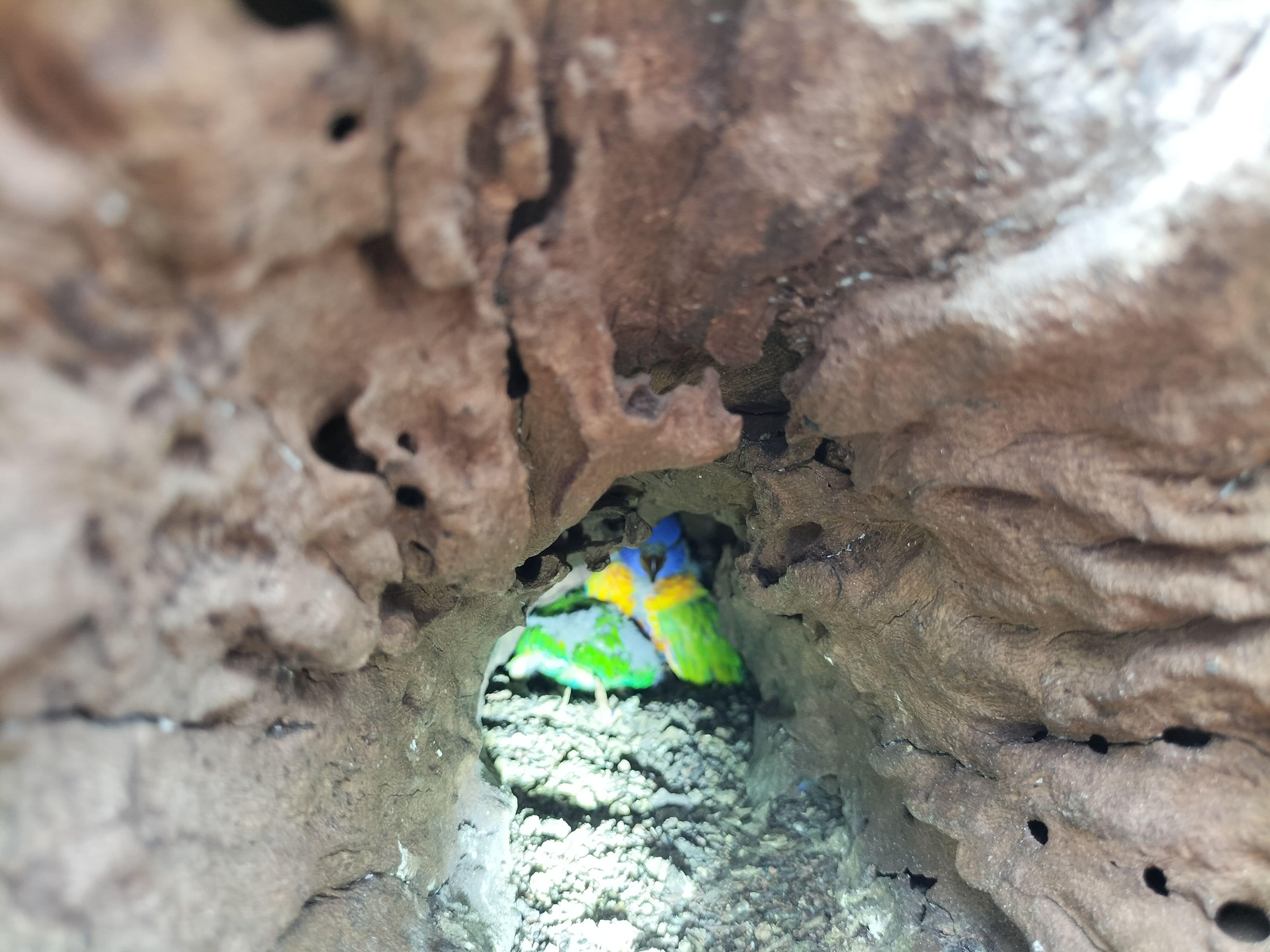 Birds Found in Trees
