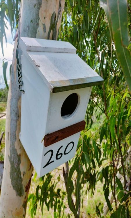 Nest Box Installation in Tree